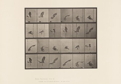 Placa 763. Falcão de cauda vermelha; Voando de Eadweard Muybridge