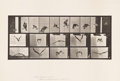 Placa 764. Peixe Gavião; Voar de Eadweard Muybridge