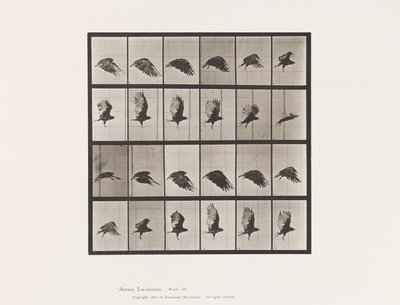 Prato 765. Abutre; Voar de Eadweard Muybridge