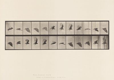 Placa 766. Abutre; Voar de Eadweard Muybridge