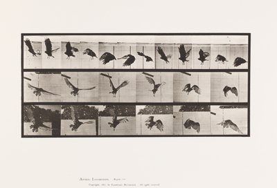 Placa 767. Abutre; Voar de Eadweard Muybridge
