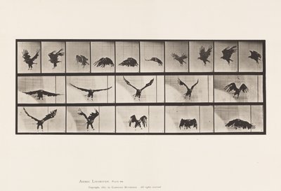 Prato 769. Águia Americana; Voando de Eadweard Muybridge