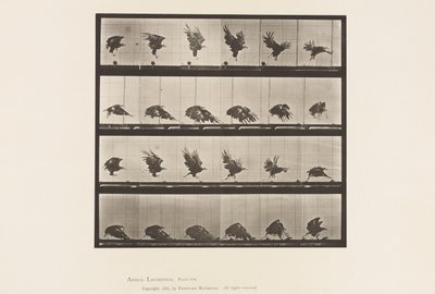 Placa 770. Águia Americana; Voando Perto do Solo de Eadweard Muybridge