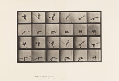 Prato 771. Águia Americana; Voando Perto do Solo de Eadweard Muybridge