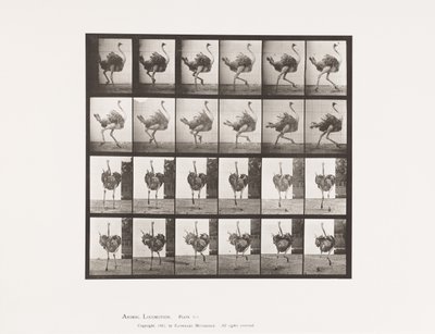 Prato 773. Avestruz; Corrida de Eadweard Muybridge