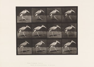Prato 774. Ajudante; Andar a pé de Eadweard Muybridge