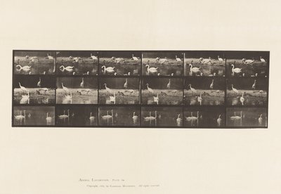 Placa 776. Cisnes, etc., A, B, C de Eadweard Muybridge