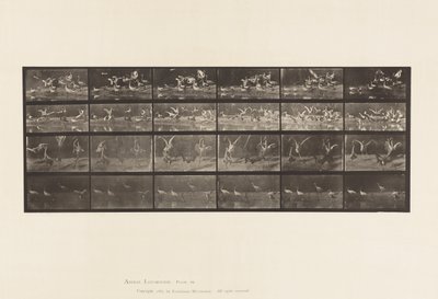 Placa 777. Cegonhas; etc, A, B, C, D de Eadweard Muybridge