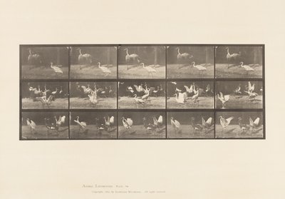 Placa 778. Cegonhas; etc, A, B, C de Eadweard Muybridge