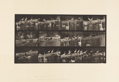Prato 779. Cegonhas; Cisnes, etc. de Eadweard Muybridge