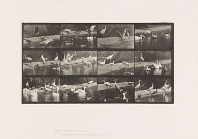 Placa 780. Cegonhas; Cisnes, etc. de Eadweard Muybridge