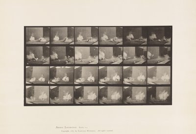 Placa 781. Frangos; Assustados pelo Torpedo de Eadweard Muybridge