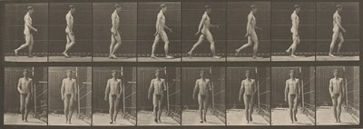 Placa número 5. Caminhada, 1887 (foto) de Eadweard Muybridge