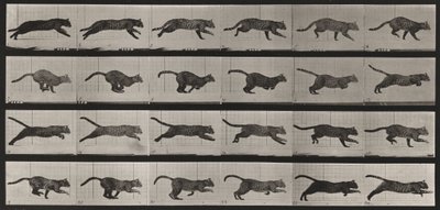 Prancha número 720. Gato; a galope de Eadweard Muybridge