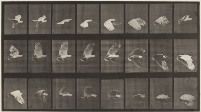 Placa número 758. Catatua voando, 1887 (foto) de Eadweard Muybridge