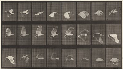 Placa número 758. Cacatua voando de Eadweard Muybridge