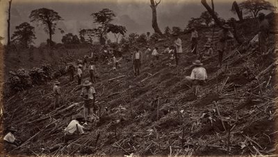 Instalação de uma plantação de café em Antígua de Guatemala,1875, publicado em 1877 (foto) de Eadweard Muybridge