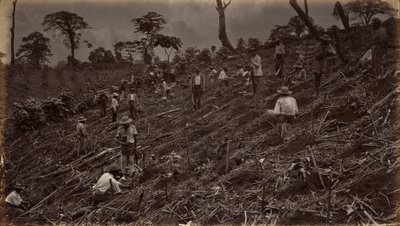 Estabelecendo uma plantação de café em Antigua de Guatemala de Eadweard Muybridge