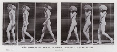 A Figura Humana em Movimento: Algumas fases da caminhada de um atleta, carregando uma rocha de 75 libras (foto a p/b) de Eadweard Muybridge