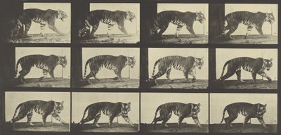 Tiger Walking, Placa 729 de Locomoção de Animais, 1887 de Eadweard Muybridge