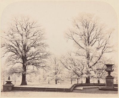 Hoarfrost, uma cena do parque de Earl of Caithness