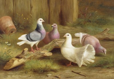 Pombas de Edgar Hunt