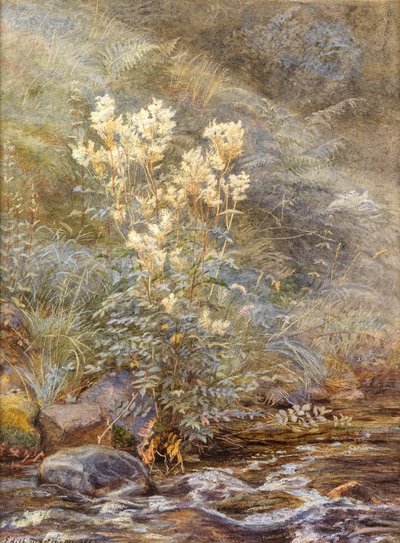 Meadowsweet ao lado de um Burn, Invernesshire, c.1883 (aquarela realçada com branco) de Edith Martineau