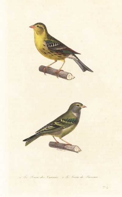 canário atlântico e serin europeu. de Edouard (after) Travies