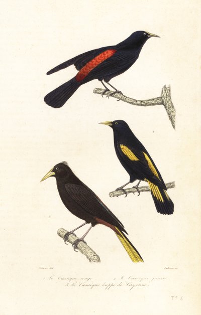 Espécies de cacique e oropendola com crista. de Edouard (after) Travies