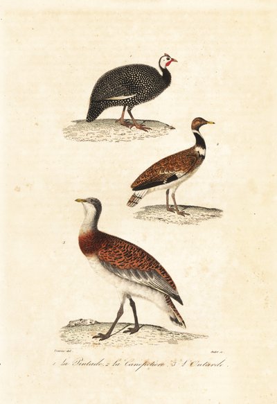 Guineafowl e abetardas. de Edouard (after) Travies