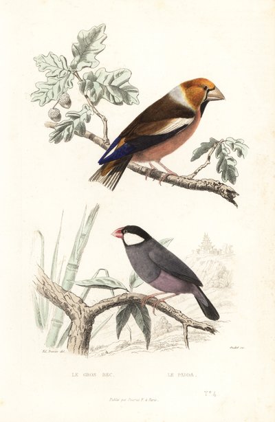 Hawfinch e pardal de Java. de Edouard (after) Travies