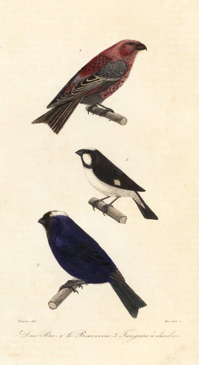 Pine grosbeak, semeador forrado e curtidor diadema. de Edouard (after) Travies