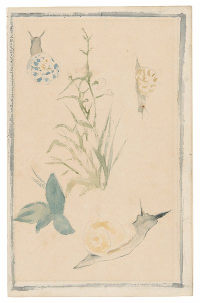 Esboços de caracóis, planta com flor de Édouard Manet