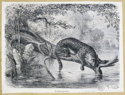 Jaguar observando sua presa em um tronco de árvore acima da água - gravura do século XIX de Edouard Riou