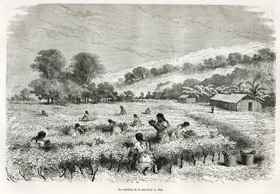 Apanhando as folhas de coca no Vale de Ituata, desenho de E.Riou, para ilustrar a viagem na região de Titicaca e nos vales do leste do Baixo Peru, em 1873 por Paul Marcoy. Gravura em Le tour du monde de Edouard Riou