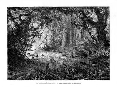 Floresta tropical nas Honduras britânicas, século XIX de Edouard Riou