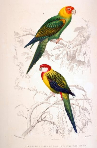 1. Periquito-de-cabeça-amarela. 2. Periquito Omni-colorido de Edouard Travies