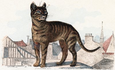 Gato do 