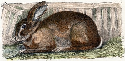 Coelho doméstico- " Alfabeto ilustra animais" século XIX (gravura) de Edouard Travies