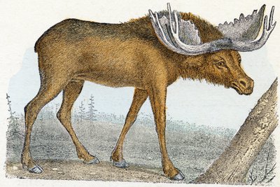 Elan- " Alfabeto ilustra animais" século XIX (gravura) de Edouard Travies
