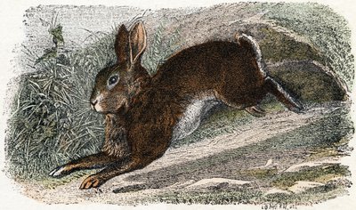 Garenne coelho- " Alfabeto ilustra animais" século XIX (gravura) de Edouard Travies