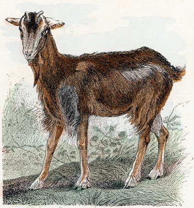 Cabra- " Alfabeto ilustra animais" século XIX (gravura) de Edouard Travies