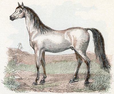 Cavalo- " Alfabeto ilustra animais" século XIX (gravura) de Edouard Travies