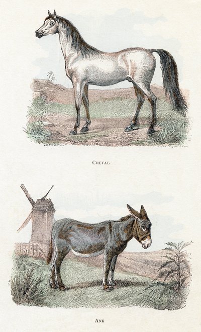 Cavalo e burro - "Alfabeto ilustra animais" século XIX (gravura) de Edouard Travies