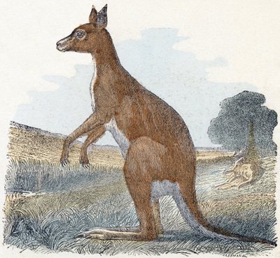 Canguru- " Alfabeto ilustra animais" século XIX (gravura) de Edouard Travies