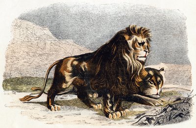 Leão e leões - "Alfabeto ilustra animais" século XIX (gravura) de Edouard Travies