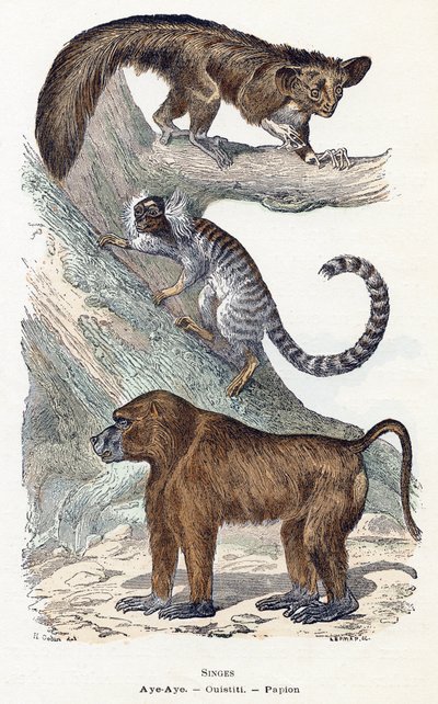 Macacos - " Alfabeto ilustra animais" século XIX (gravura) de Edouard Travies