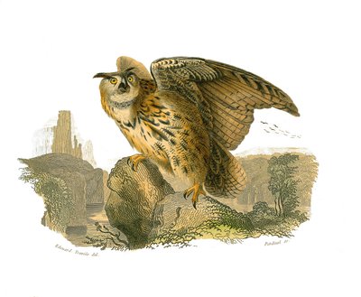 Quadro de História Natural: quadro zoológico representando aves de rapina durante o dia. O grão-duque de Edouard Travies