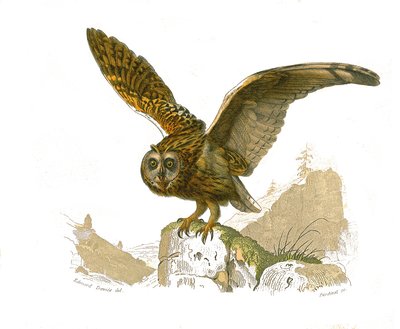 Conselho de História Natural: Tábua Zoológica representando aves de rapina durante o dia. A coruja. Placa retirada dos nove volumes sobre aves em "Obras completas de Buffon" escrito pelo naturalista Georges Louis Leclerc, Conde de Buffon (1707-1788) entre  de Edouard Travies