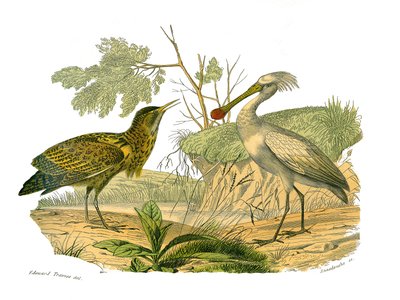 Conselho de História Natural: Tábua Zoológica representando aves aquáticas e cultrirostres (com bicos grandes, longos e fortes): o butor e a espátula. Placa extraída dos nove volumes sobre aves em "Obras completas de Buffon", escrito pelo naturalista Georg de Edouard Travies